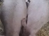 Boar — photo 1
