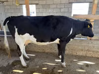 Kuh, Russian Black pied cattle — Foto 2