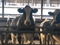 Kuh, Swiss cattle — Foto 4