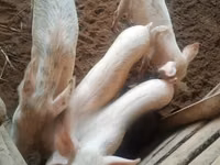 Pigs (batch, sex not specified), Pigs — photo 2