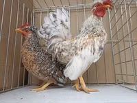 Chickens — Foto 6