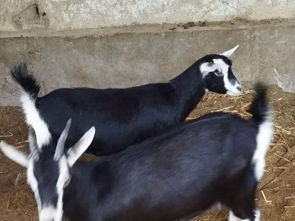 Goat, Alpine goat