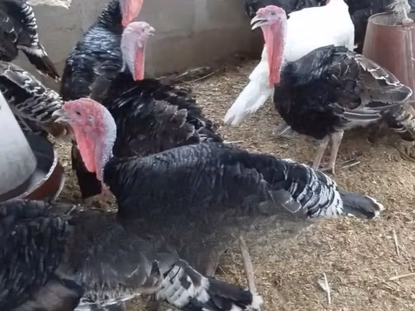 Turkeys — Ghana