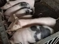 Schweine (Partie, Geschlecht nicht angegeben), Schweine — Foto 2