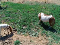 母马, Australian Pony — 照片 2