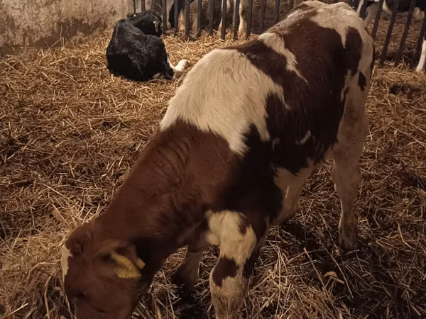ثور, Simmental cattle