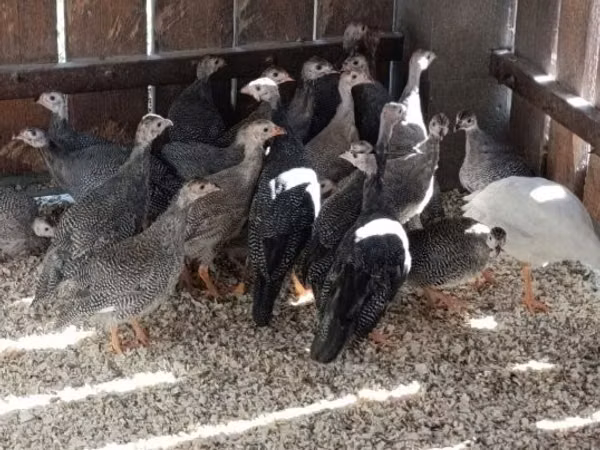 Guinea fowl
