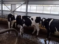Kuh, Holstein-Rasse — Foto 1