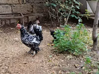 Chickens — Foto 4
