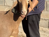 Schaf, Arashan sheep — Foto 2