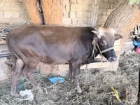 ثور, الماشية — الصورة 1