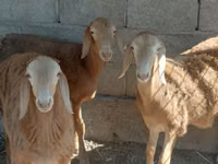 Widder, Arashan sheep — Foto 3
