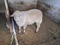 Carnero, Merino sheep — foto 3