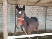 Hengst, Kyrgyz Horse — Foto 2