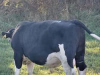 公牛, Russian Black pied cattle — 照片 2