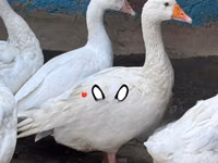 Geese — 照片 4