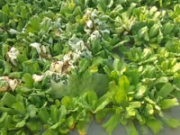 Apex Water Letuce, for Catfish , Pigs, Ducks, Ponds Abs Aquariums — photo 2