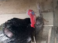 Turkeys — Foto 3