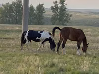 Caballo, Russian Heavy Draft — foto 4