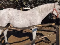 母马, Lipizzaner — 照片 3