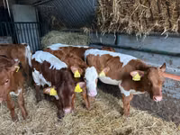 أبقار (دفعة، الجنس غير محدد), Simmental cattle — الصورة 7