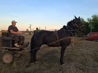 Hengst, Nonius horse — Foto 2