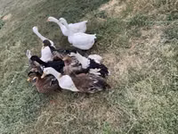 Ducks — फ़ोटो 1