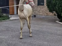 公马, Akhal-Teke — 照片 1