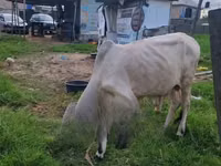 Cow, Brahman — photo 3