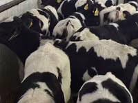 Cattle (batch, sex not specified), Cattle — photo 5