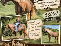 घोड़ी, Kentucky mountain daddle horse — फ़ोटो 1
