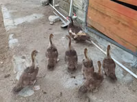Ducks — Foto 1