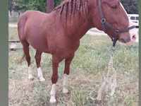 Caballos (lote, sexo no especificado), Mustang — foto 1