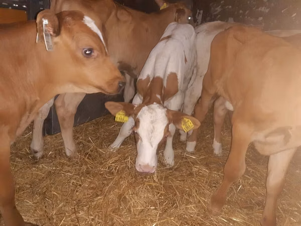 सांड, Simmental cattle