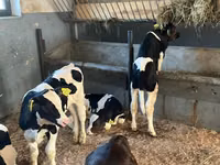 Rinder (Partie, Geschlecht nicht angegeben), Russian Black pied cattle — Foto 1