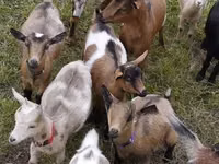 Billy Goat, Goats — photo 3