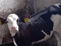 ثور, Simmental cattle — الصورة 3