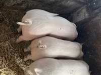Schweine (Partie, Geschlecht nicht angegeben) — Foto 2