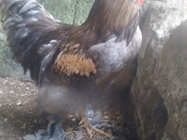 Brahma