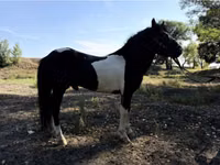 马匹（批次，未指定性别）, American shetland pony — 照片 3