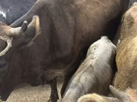 Kuh, Ukrainian Brown Dairy Cattle — Foto 1