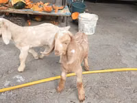 Goats (batch, sex not specified), Beetal goats — photo 2