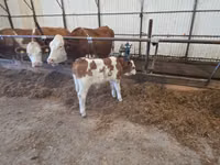 Bull, Simmental cattle — photo 1