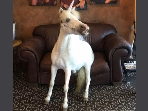 فرس, Miniature horse