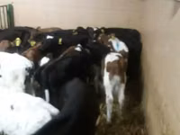 公牛, Simmental cattle — 照片 4