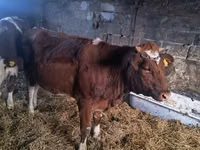 بقرة, Simmental cattle — الصورة 5