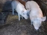 Schweine (Partie, Geschlecht nicht angegeben), Schweine — Foto 5