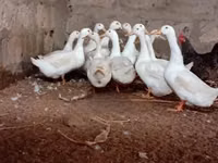 Deutscher Pekin — Foto 2