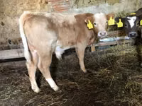 सांड, Simmental cattle — फ़ोटो 1