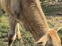 सांड, Swiss cattle — फ़ोटो 5
